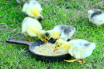 Image showing goslings drink water from plate on the grass