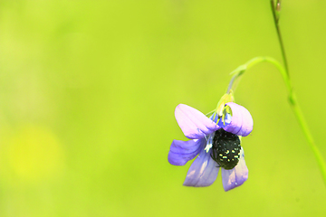 Image showing beetle climbs into the flower of Campanula patula