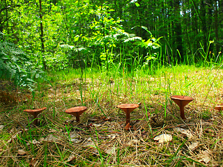 Image showing inedible mushrooms of toadstool growing in the row