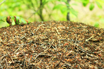 Image showing big ant hill in the forest