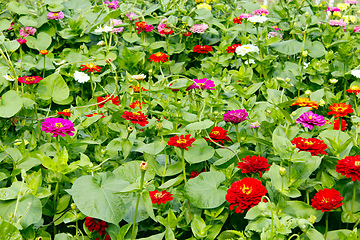 Image showing multicolored flowers of zinnia