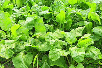 Image showing Green bed of the fresh beet