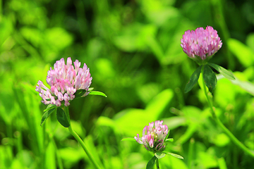 Image showing Pink flowers of clover