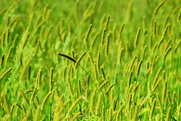 Image showing green grass on the meadow in the summer