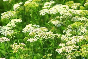 Image showing Achillea millefolium with white flowers