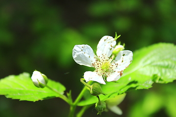 Image showing blossoming flower of wild raspberry