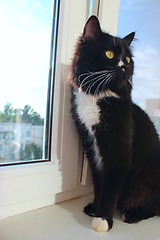 Image showing black cat sits on the window-sill
