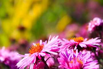 Image showing red beautiful asters in the garden