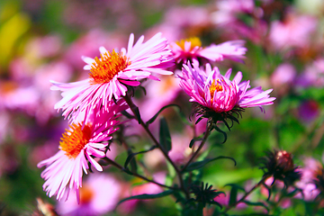 Image showing red beautiful asters in the garden