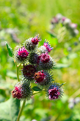 Image showing Pink flowers, fruits of burdock, agrimony in summer