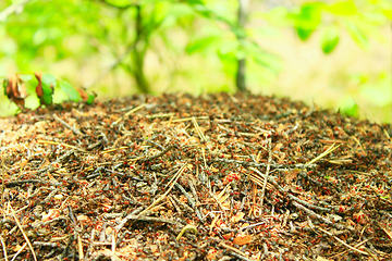 Image showing ant hill in the forest