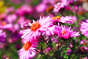 Image showing red beautiful asters in the garden