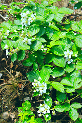 Image showing blossoming of wild raspberry