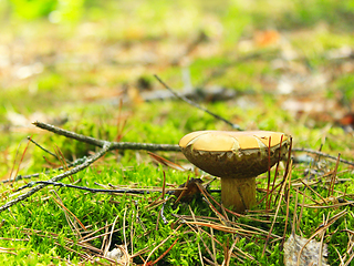 Image showing Beautiful mushroom of Boletus badius