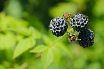 Image showing black raspberry fruits