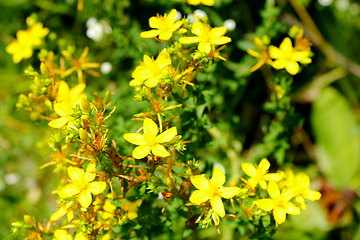 Image showing beautiful flowers of St.-John's wort