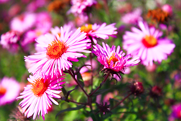 Image showing red beautiful asters in the garden