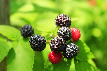 Image showing black raspberry fruits