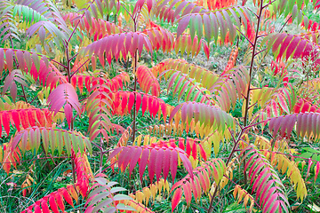 Image showing multicolored autumn leaves on the tree