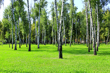 Image showing Beautiful birchwood in the August