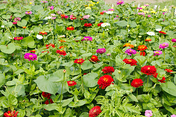 Image showing multicolored flowers of zinnia