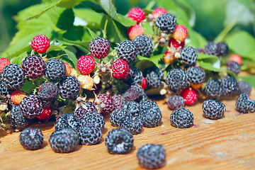 Image showing crop of black raspberry