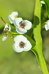 Image showing flowers of Sagittaria