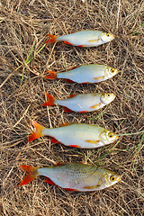 Image showing Lucky fishing with caught rudd laying on the grass