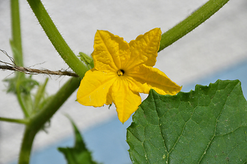 Image showing Cucumber blossom in green house