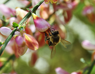 Image showing Bee at pink Scotch broom