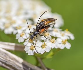 Image showing copulating longhorn beetles