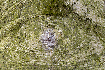 Image showing eye-like bark detail