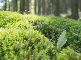 Image showing sunny forest scenery