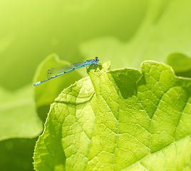 Image showing blue Damselfly resting on a leaf