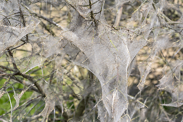 Image showing ermine moth web