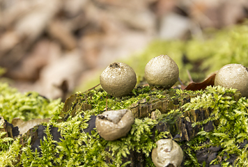 Image showing puffball fungi and moss