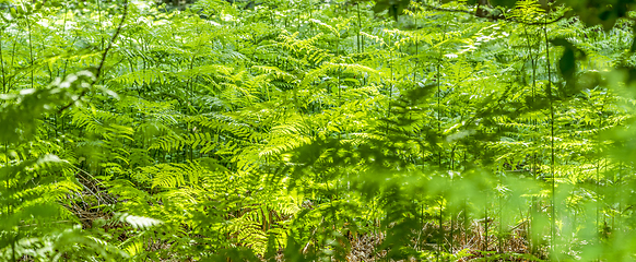 Image showing dense vegetation closeup