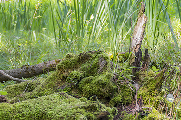 Image showing sunny wetland scenery