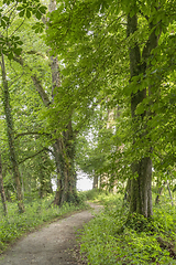 Image showing idyllic park scenery