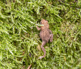 Image showing small common toad