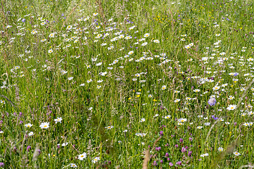 Image showing wildflowers at spring time