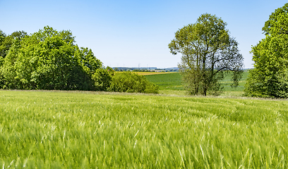 Image showing rural springtime scenery