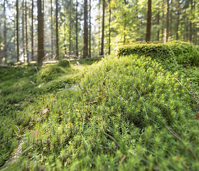 Image showing sunny forest scenery