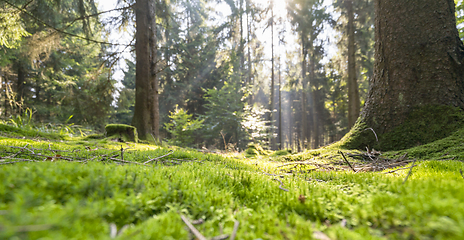 Image showing sunny forest scenery