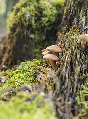 Image showing lots of mushrooms