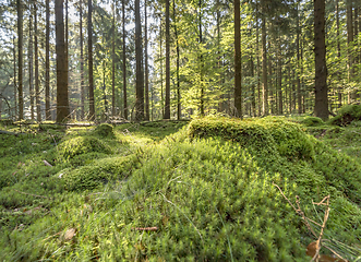 Image showing sunny forest scenery