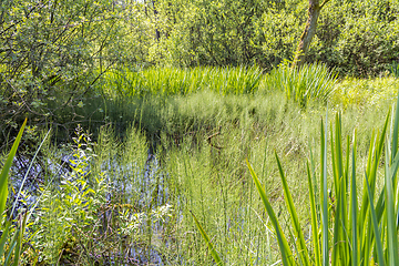 Image showing sunny wetland scenery