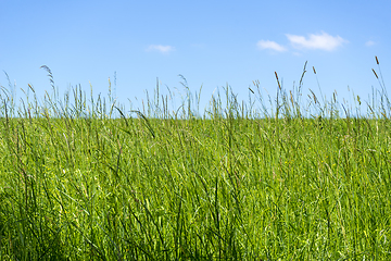 Image showing sunny grassland scenery