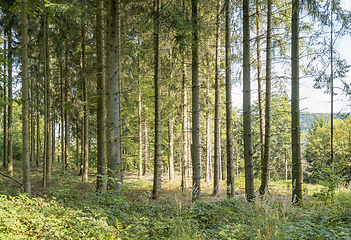 Image showing idyllic forest scenery