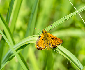 Image showing Small skipper butterfly closeup